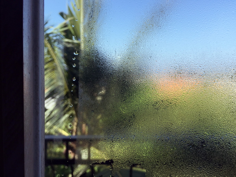 plant, rainy season, transparent, wet, home decor, nature, full frame, spider web, day, flare, handrail, palm tree, arbour, banister, outdoors, blackbird