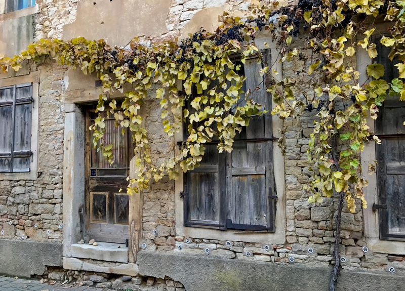 day, wall, plant part, vine leaves, ivy, house, outdoors, window, house facade, flower, abandoned, building, street, facade, town, brown, leaf, building Exterior