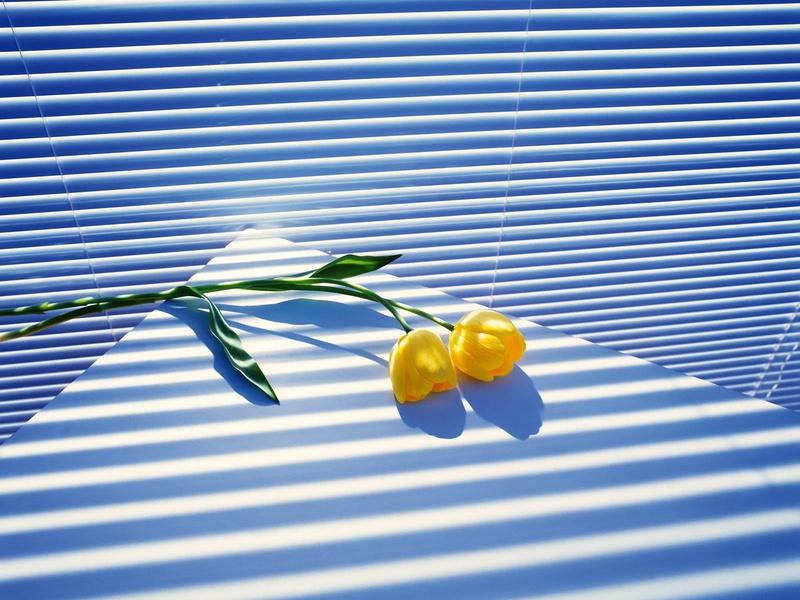 window, summer, shadow, blinds, yellow, green Color, close-up, blue, table, white, no People, backgrounds, nature, plant, sunlight, tulips, day, two, flowers
