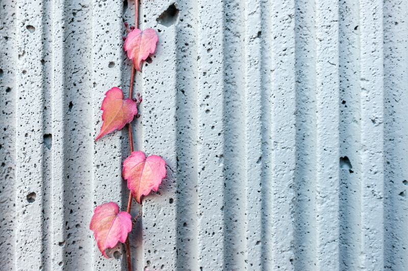 hanging, rusty, leaf, outdoors, pattern, close-up, textured, security, vine, white, safety, leaves, nature, concrete, wall, metal, corrugated iron, plant