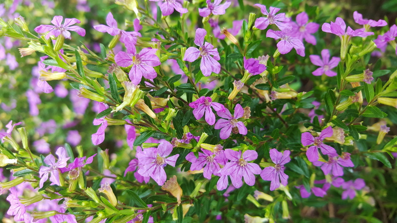 5K, outdoors, elfin herb, flowering plant, focus on foreground, botany, day, growth, nature, botanic, close-up, flower, green color, plant, freshness