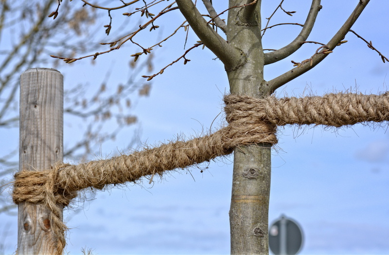 connection, sky, knitting, dew, strand, outdoors, leash, security, connected, twisted ropes, plant, trunk, wood - material, bare tree, woven, branch, day