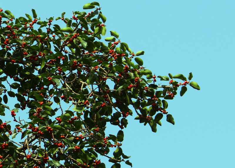 no people, nature, flora, branch, growth, ficus, rowanberry, beauty in nature, healthy eating, leaves, fruit, plant, day, banyan, plant part, freshness