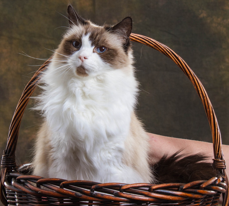 Workshop, wicker, white, Pet Photography, Pets, Cognac, wicker basket, Animals, basket, small, cat, United States, domestic Cat, animal, San Luis Obispo  California