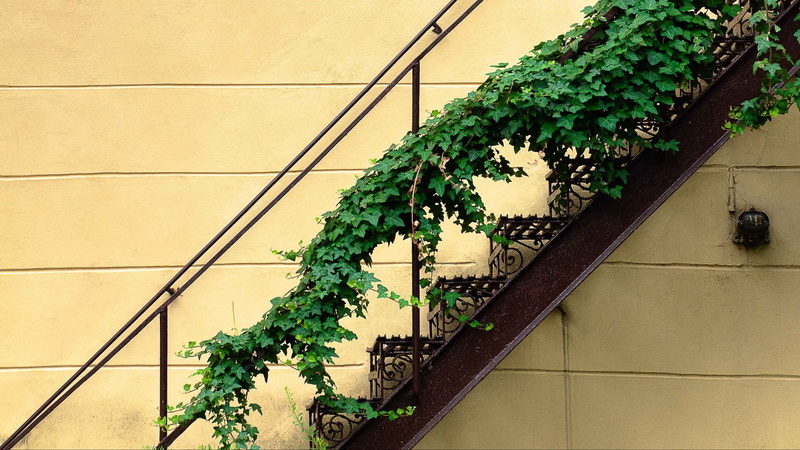 rust, stairs, abstract, vines, beige, photography, wall, plants, 1080P