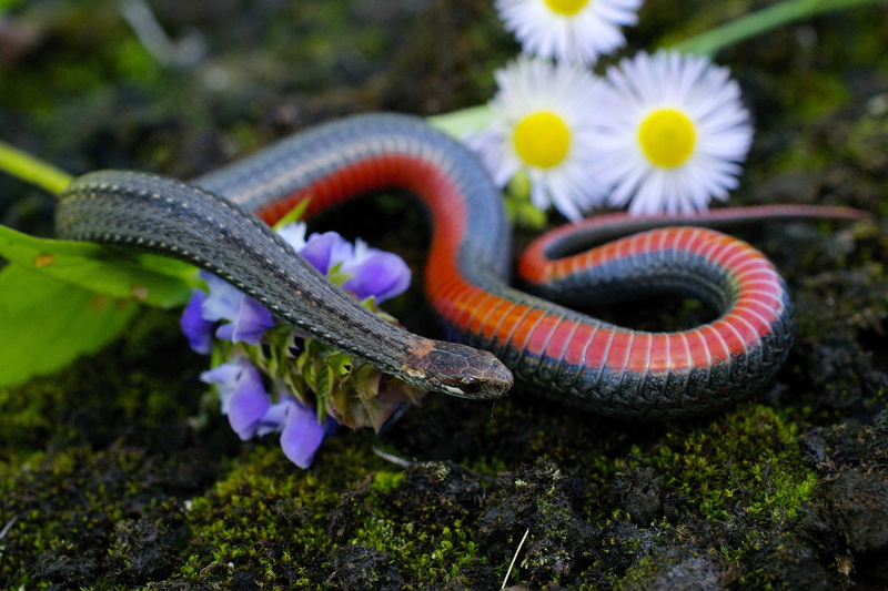 snake, reptiles, wildlife, 1080P, flowers, animals