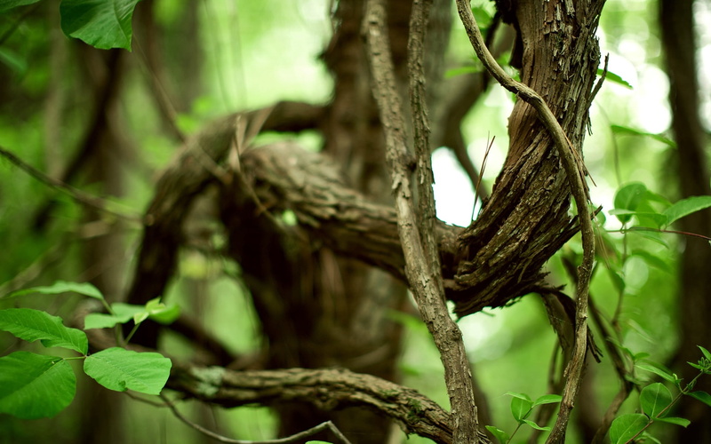 1080P, no people, plant part, green color, tranquility, branch, цепки, rope, nature, day, ветки, forest, brown, outdoors, извилистые, land, старые, tree