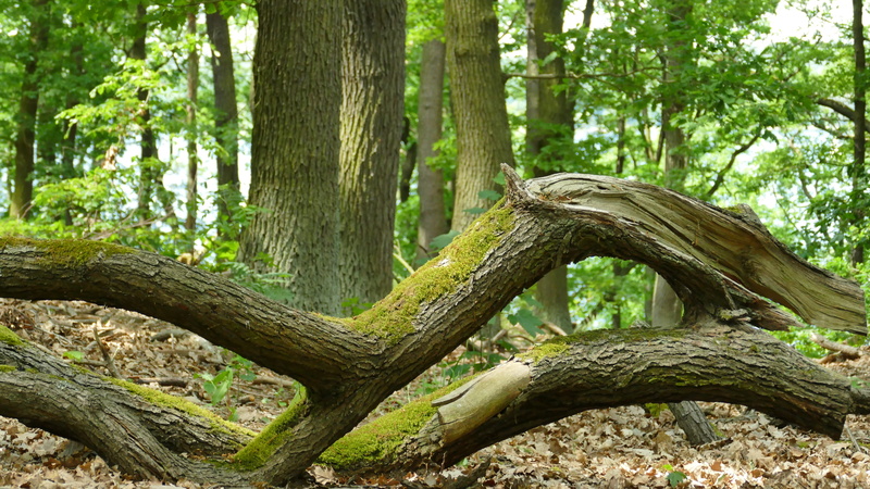 dried, plant, day, intertwined, no people, nature, forest floor, green, green color, photo, cut, 5K, branch, forest, land, summer, growth, environment