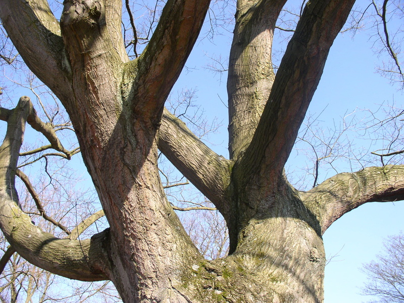 log, outdoors, tranquility, sunlight, aesthetic, bare tree, low angle view, tree trunk, clear sky, textured, wood - material, branches, nature, spring