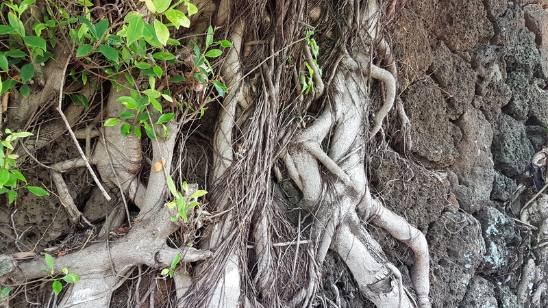 high angle view, bark, plant, day, green color, root, forest, 4K, outdoors, nature, tree trunk, intertwined, close-up, land, wood - material, growth, field