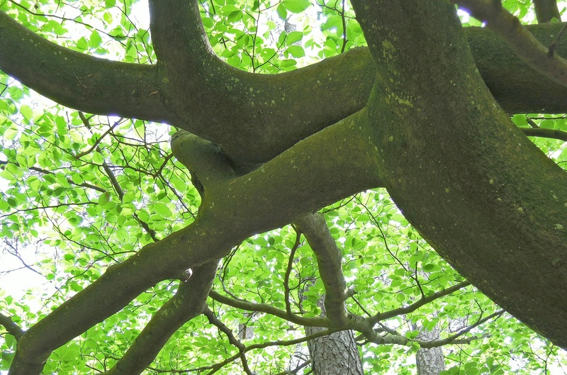 sunlight, growth, poor, directly below, tree canopy, scenics - nature, aesthetic, 2K, day, plant, tree trunk, low angle view, no people, trunk, plant part