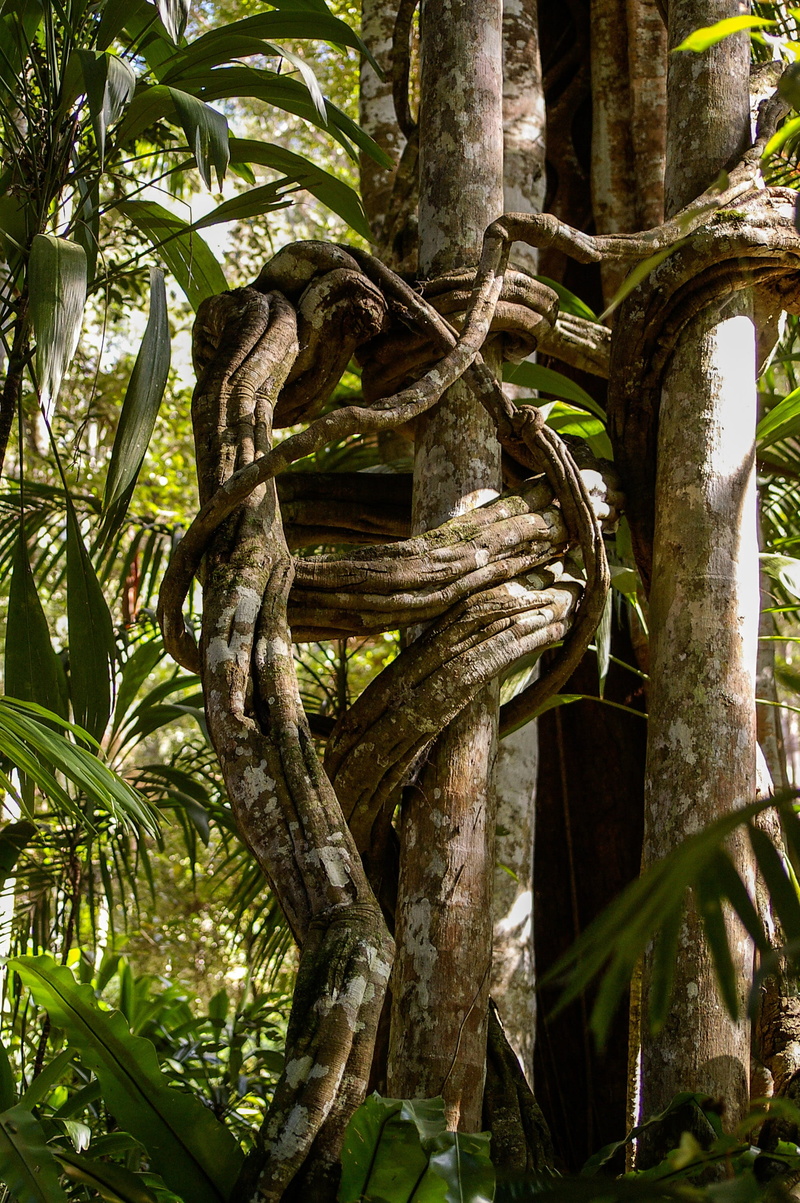 leafed, roots, no people, sunlight, forest, tree, branch, growth, tree trunk, 2K, land, low angle view, leaf, plant part, trunk, queensland, close-up