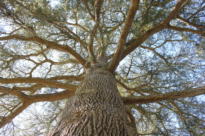 plant, plant bark, Tree, growth, beauty in nature, directly below, Branches, forest, day, outdoors, branch, tree canopy, tree Trunk, trunk, tranquility