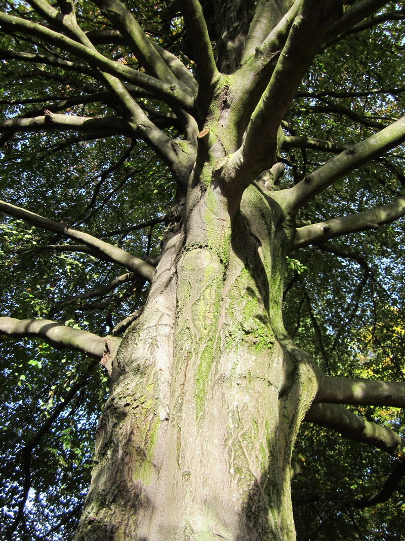 branches, 2K, branch, growth, trunk, flora, green color, tree trunk, tranquility, no people, full frame, tree canopy, leaf, european beech, sunlight, intertwined