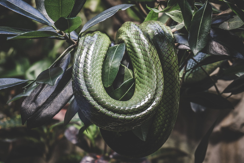 snake, focus on foreground, vegetable, poisonous, animal wildlife, food, zoo berlin, curled up, pattern, leaves, plant, large, green color, reptile, scale