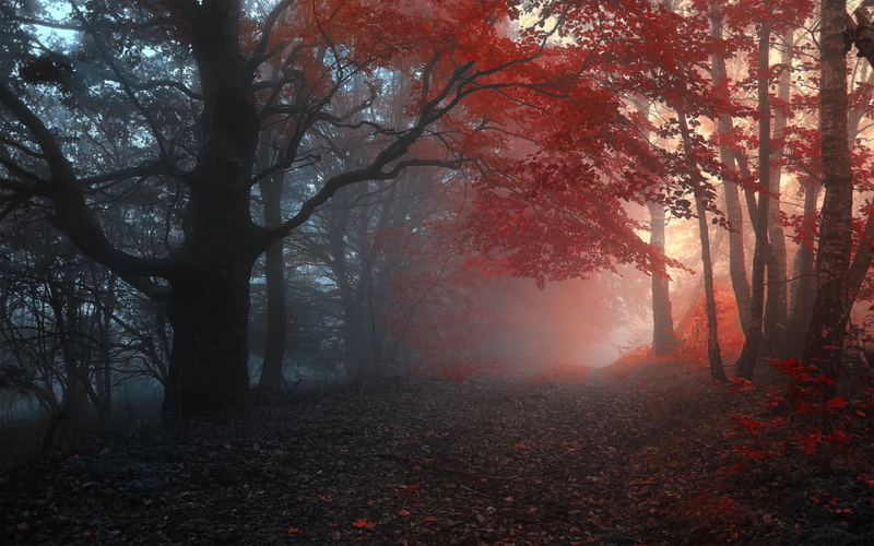 2K, woodland, no people, plant, brown, leafed, Nature, tranquil scene, autumn collection, tree trunk, leaves, land, day, outdoors, scenics - nature, trunk