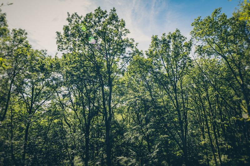 plant, deciduous, outdoors, natural environment, growth, nature, landscape, no people, coniferous tree, 5K, day, sky, tree canopy, pine woodland, pine tree