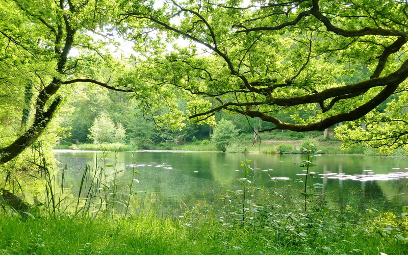branch, day, Lake, 2K, subreality, reflection, leafed, water, tree, beauty in nature, tranquility, growth, consciousness, green, tranquil scene, scenics - nature