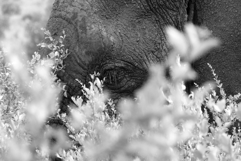 outdoors, spiritual, tree, animal, sage, focus on background, kruger park, no people, animals in the wild, vertebrate, wisdom, beauty, sauvage, clarity of mind
