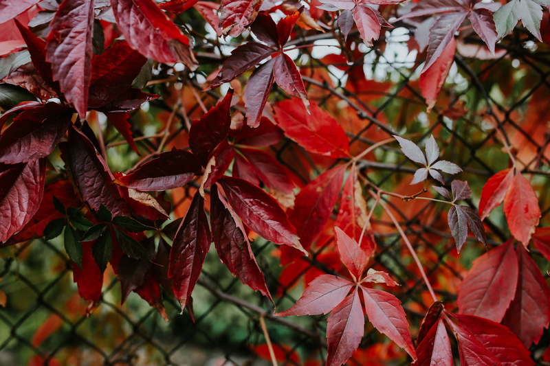 trees, twig, spring, autumn, buds, beauty in nature, color Image, october, nature, plant, 5K, no people, flowers, close-up, outdoors, leaves, fruit, plant part