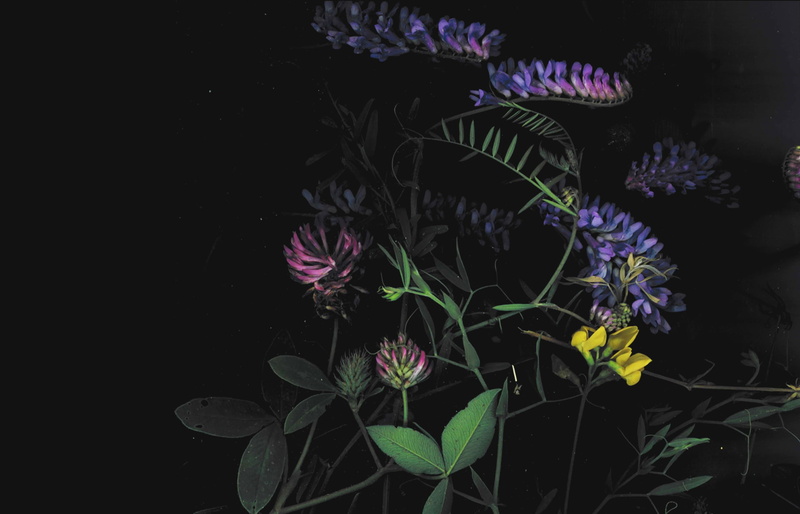 no people, black background, plant, nature, flower head, flower, floral, 1080P, fragility, flowers, night, freshness, leaf, vulnerability, inflorescence