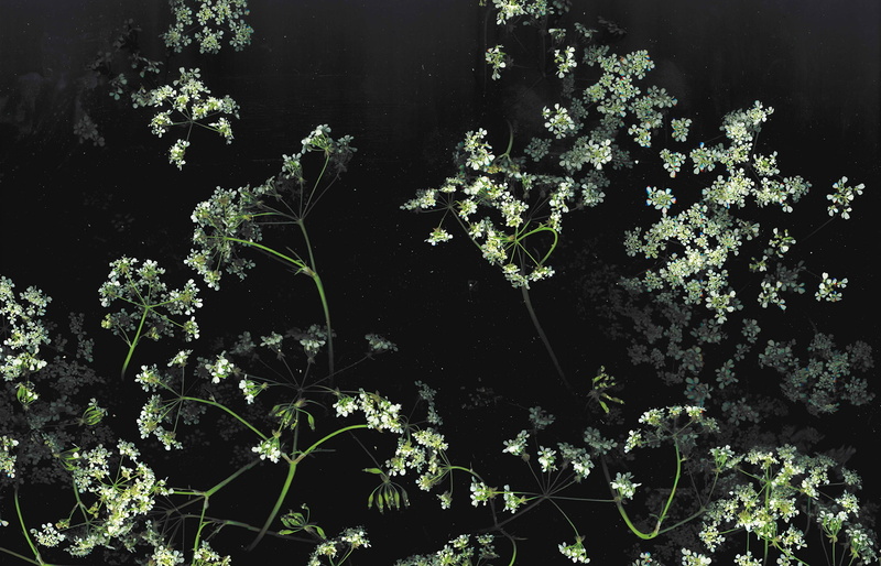 floral, dark, flowers, 1080P, macro
