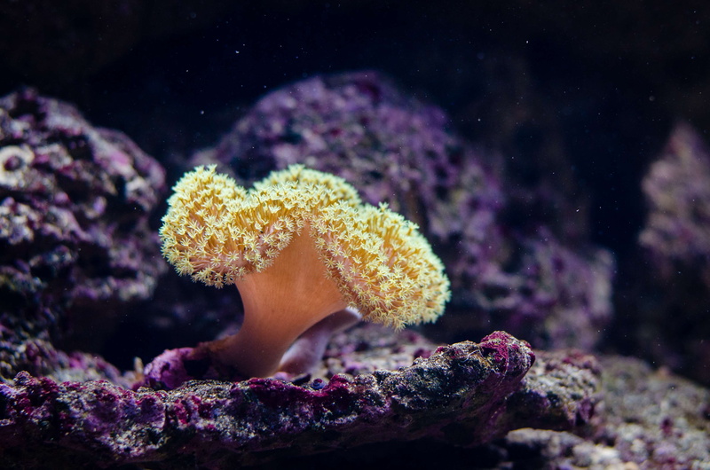 nature, water, 4K, animals in the wild, salt water, no people, ocean, echinoderm, sea, underwater, yellow, invertebrate, deep, sea life, reef, yellow sea coral