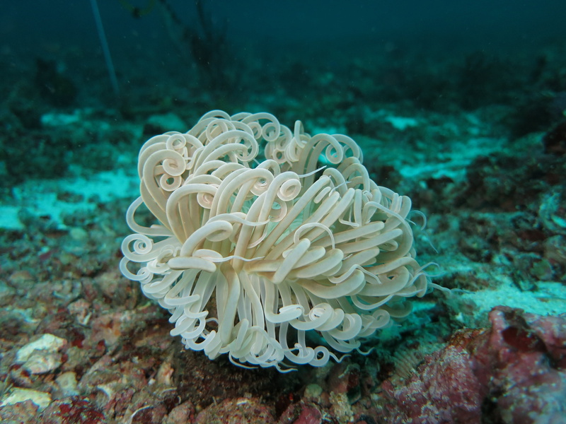 one animal, underwater, animal themes, malapascua, animal wildlife, marine, blue, environment, soft coral, zoology, ocean, tropical, ecosystem, white, outdoors