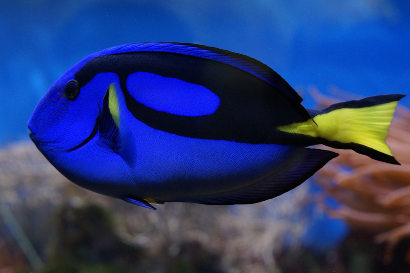 outdoors, fish, swim, animal, flower, diving, meeresbewohner, marine life, underwater world, 5K, exot, blue, animal themes, aquarium, underwater, sea life