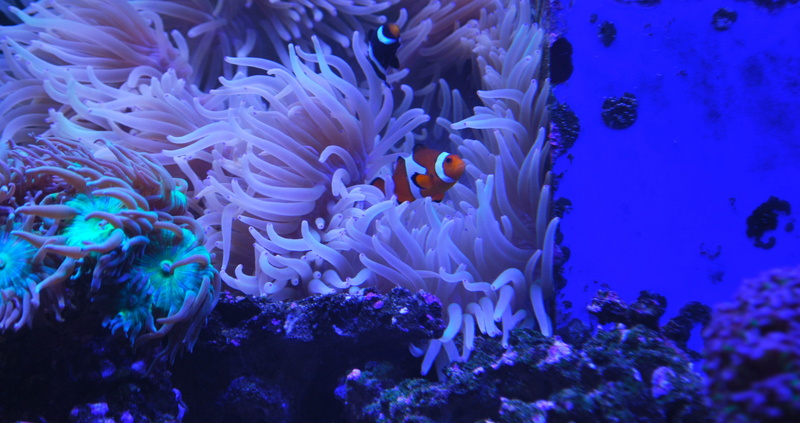 purple, water, invertebrate, wildlife, clown, beauty in nature, clown fish, ecosystem, sea life, fish, coral, nature, sea, animal, no people, 4K, animal wildlife