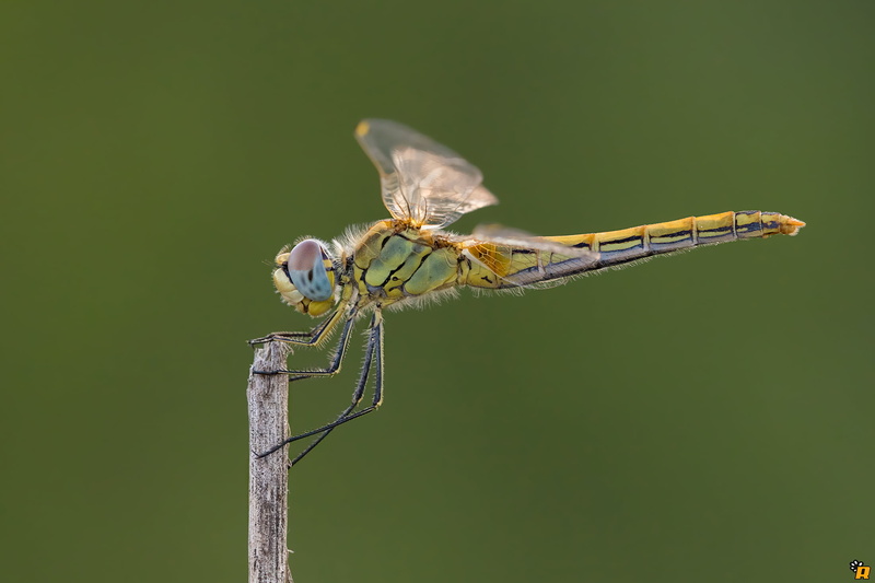 Sympetrum Fonscolombii, Canon 6D, libellula, Sardinia, yellow, MACRO, odonata, sympetrum, Tamron, animal Wing, insect, close-up photography, animal, photography