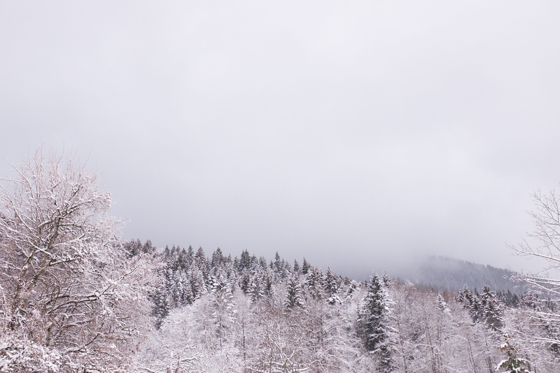landscape, pine tree, abies, outdoors, trees, mountains, winter, pine, mountain, watzmann, no people, plant, conifer, forest, tranquility, frost, non-urban scene