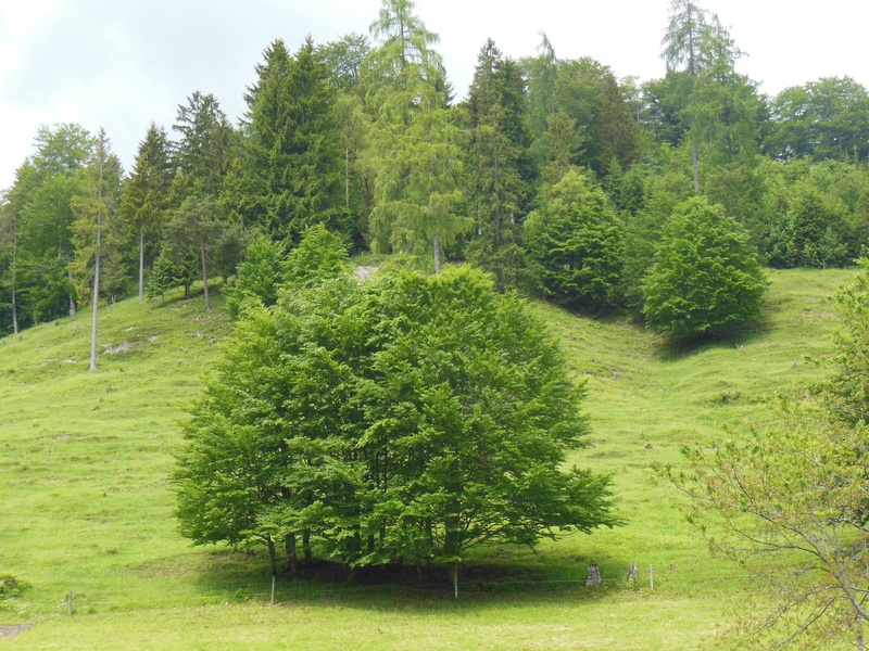hill, beauty in nature, plant, berchtesgadener land, day, environment, schneizlreuth, no people, field, outdoors, green color, 2K, bavaria, spring, spring in the mountains