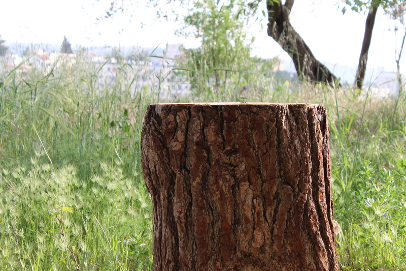 growth, field, wood - Material, plant, nature, focus on foreground, 5K, trunk, bark, givat mordechai, the deers valley, grass, textured, tree stump, forest