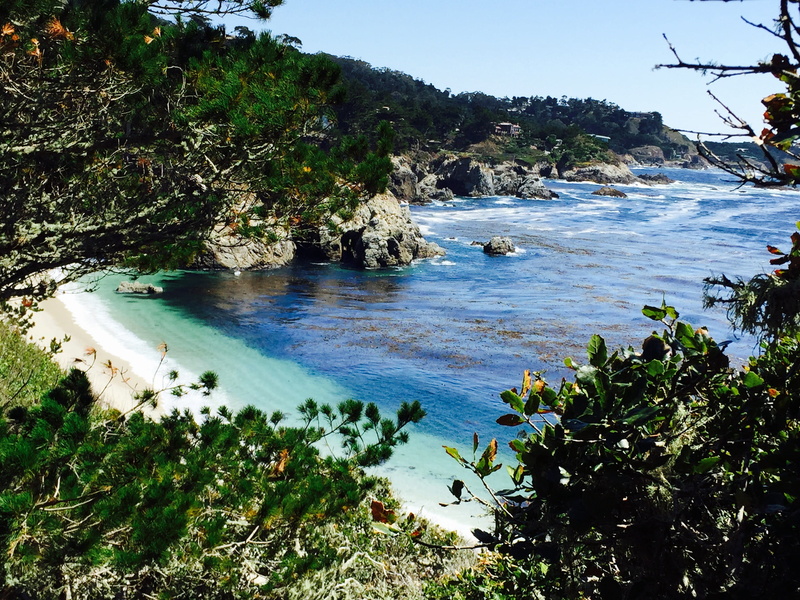 growth, carmel-by-the-sea, summer, paradise, water, 2K, non-urban scene, day, tree, no people, beauty in nature, scenics - nature, rock, tranquil scene