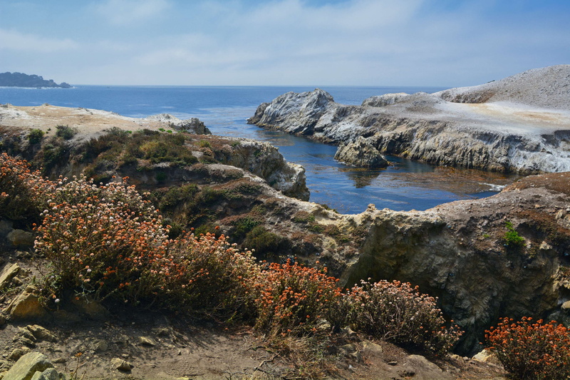 plant, pacific ocean, rocks, 4K, california, sea, pacific, ocean shore, beauty in nature, growth, cloud - sky, carmel, shore, tranquil scene, cove, scenics - nature