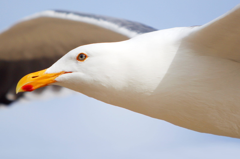food, birds, animal, eyes, animal themes, animal head, nature, close up, close-up, white color, lc photographics, animal wildlife, dom, one animal, bird