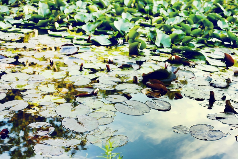 water lily, plant, plant part, salvinia natans, leaf, green, outdoors, beauty in nature, day, no people, high angle view, water, reflection, lotus water lily