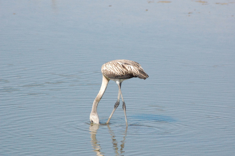 ave, bird, 2K, beauty in nature, nature, animal, water, reflection, no people, looking, vertebrate, sea, young flamenco, flamenco gray, animals in the wild