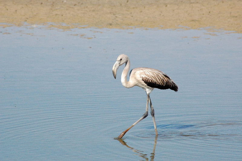 young flamenco, water, day, profile view, animal, vertebrate, doñana national park, side view, focus on foreground, flamenco gray, nature, full length