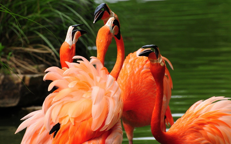 spanish, comes, flame, flamingo, flames, coming, flamenco, 2K, provencal, colored, flamenc, flama