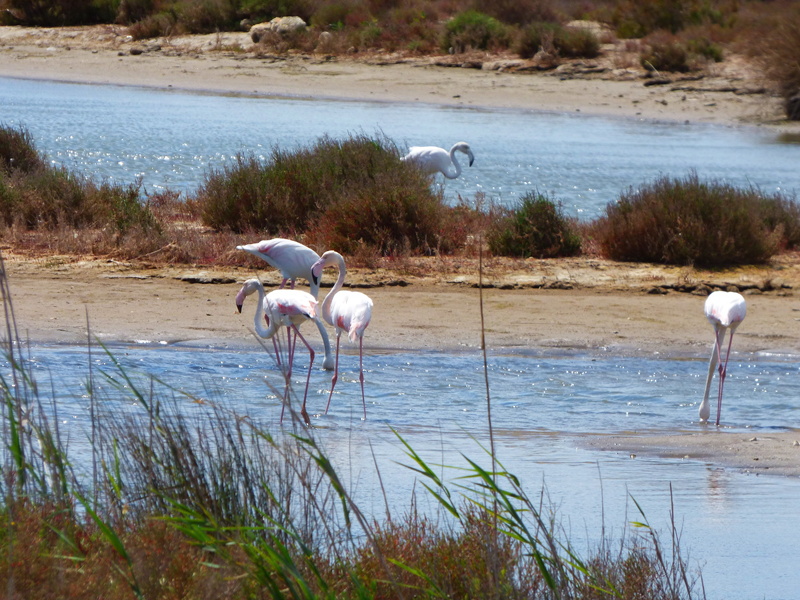 delta del ebre, animals In The Wild, beauty in nature, lake, marshes, national Park, land, phoenicopterus roseus, africa, animal, safari Animals, vertebrate