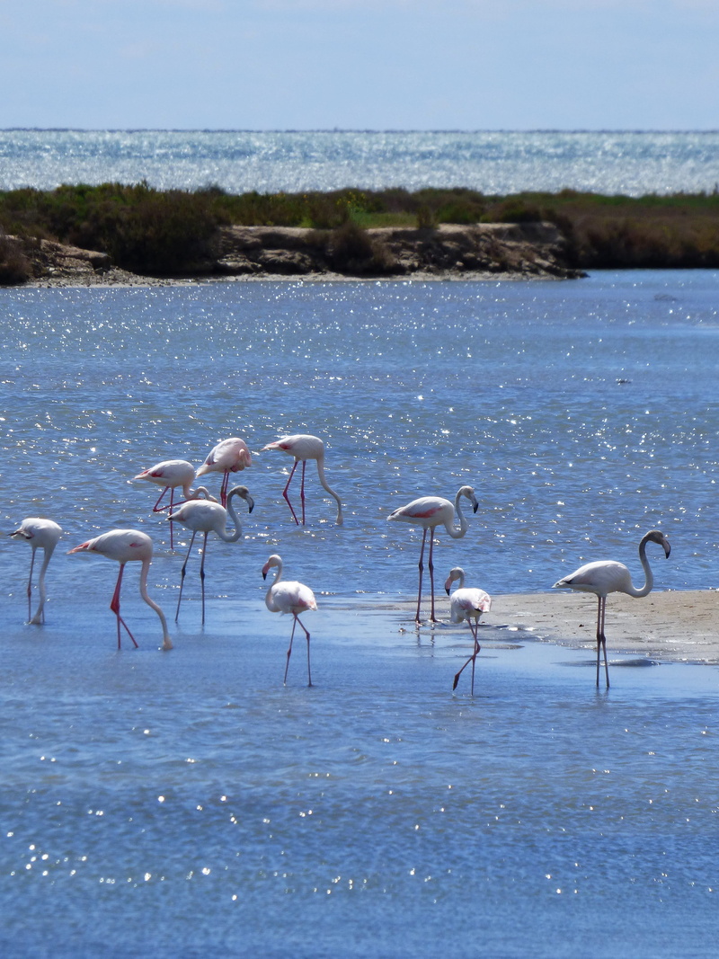 nature, outdoors, horizon over water, natural park, phoenicopterus roseus, flock of birds, sea, animals And Pets, 2K, wading, marshes, Flemish, bird, animal wildlife