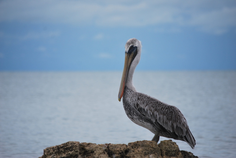 perching, havens, animals, flamenco, peak, focus on foreground, ocean, life, pelican, 4K, peru, waterfowl, ave, pen, argentina, bird, animal neck, water