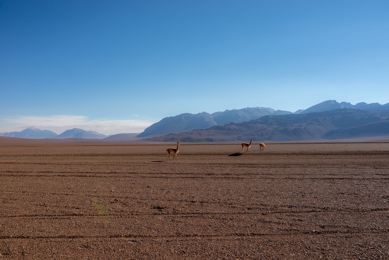 arid climate, mammal, mountain range, nature, beauty in nature, wildlife, blue, no people, landscape, environment, grassland, scenics - nature, antelope
