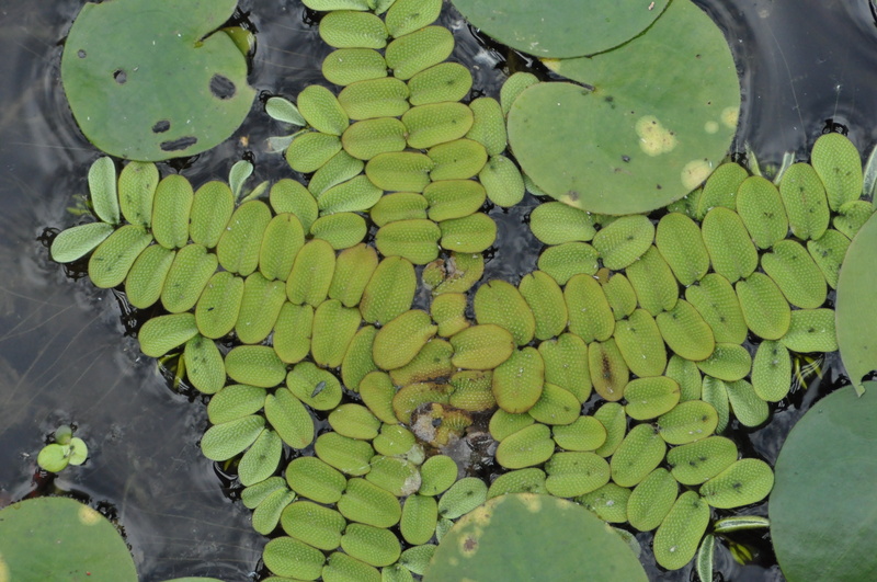 water, lily, day, plant, water polo, leaf, green color, floating on water, high angle view, no people, floating, plant part, outdoors, lake, protected