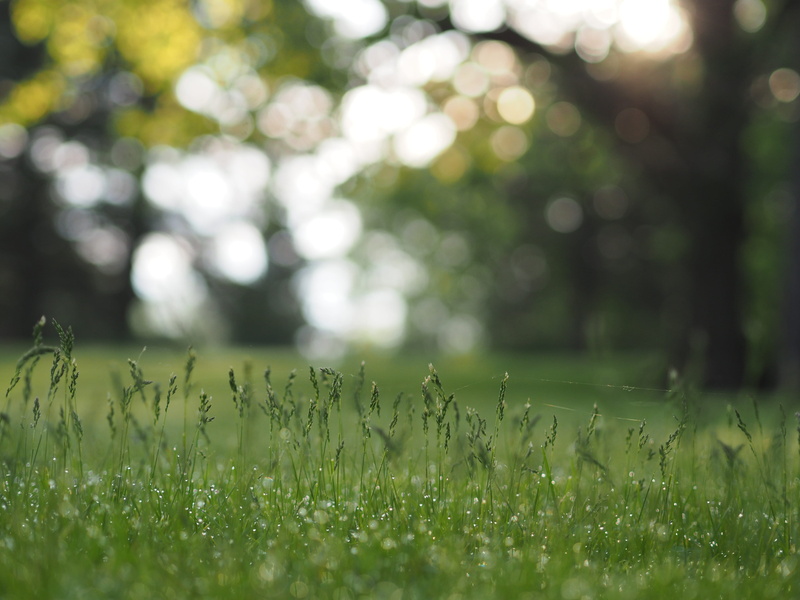outdoors, plant, meadow, landscape, 4K, forest, tranquility, season, light - Natural Phenomenon, summer, tranquil scene, backgrounds, bokeh, beauty In Nature