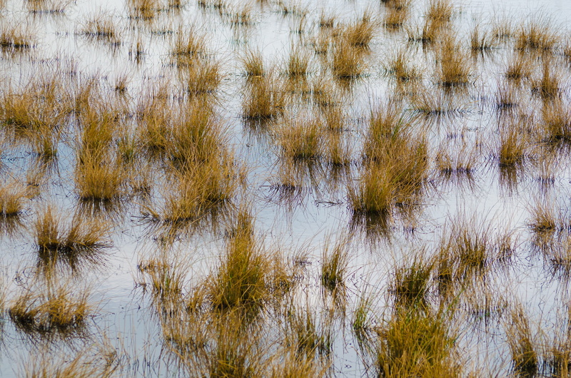 effect, beauty in nature, tranquility, outdoor, land, backgrounds, leaf, close-up, liquid, mirror, field, natural, Grass, plant, spring, Abstract, full frame