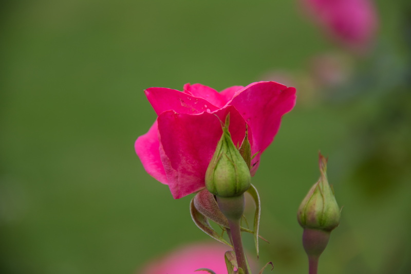 exif, focal_length, ef, plant, f/3.5, ƒ / 5, country, camera, iso_speed, 760d, model, bokeh, nature, petal, geo:location, lens, aperture, pink, flower Head
