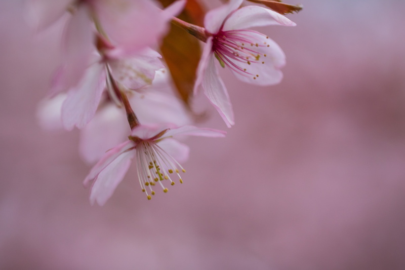 geo:location, f/2, ƒ / 2,8, canon eos, close-up, white, aperture, 760d, state, petaled, geo, blossom, camera, model, nature, macro, petal, country, makro